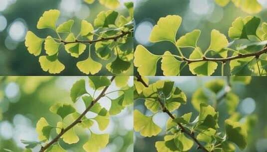特写银杏树叶高清在线视频素材下载