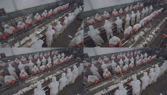 海参加工生产线工人在流水线上处理海鲜高清在线视频素材下载