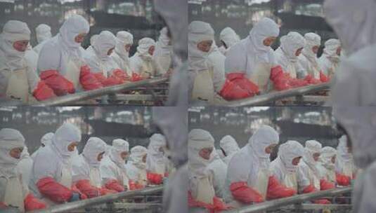 工人穿着防护服在流水线上加工海参高清在线视频素材下载