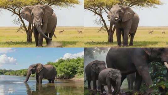 大象在水中行走高清在线视频素材下载