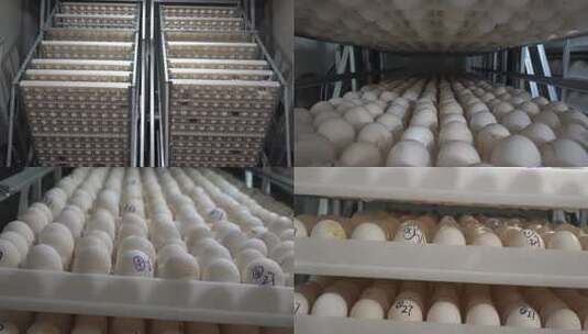 温室鹅蛋孵化高清在线视频素材下载