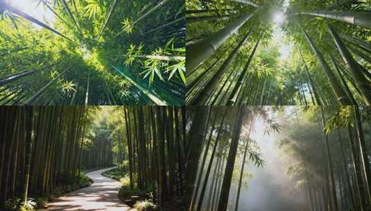 竹林秘境光影美 绿水青山竹林景高清在线视频素材下载