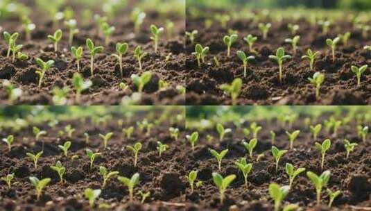 土壤中幼苗生长实拍素材高清在线视频素材下载