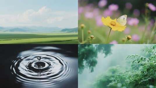 小满节气小满小麦麦田下雨高清在线视频素材下载