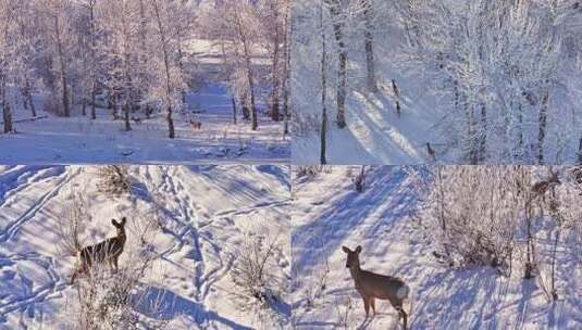 冬季森林雪地鹿群景象高清在线视频素材下载