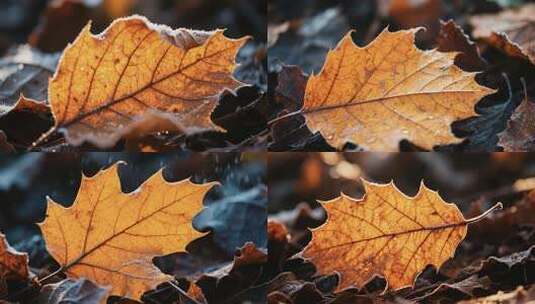 覆霜枯叶微距特写画面高清在线视频素材下载