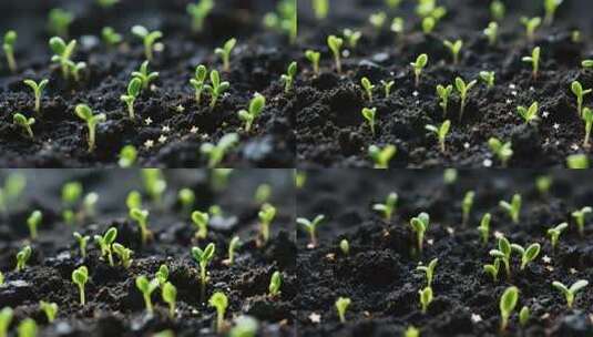 土壤中幼苗生长特写高清在线视频素材下载