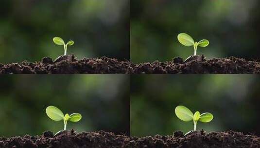 破土而出的小苗高清在线视频素材下载