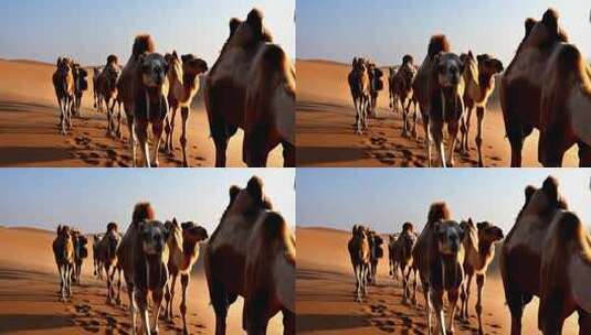沙漠中行进的骆驼群高清在线视频素材下载