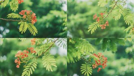 枝头绽放的橙红色花朵高清在线视频素材下载