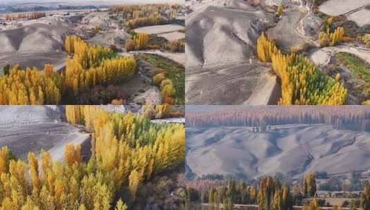 新疆秋天高清在线视频素材下载