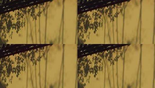 墙上映射的树叶光影画面高清在线视频素材下载