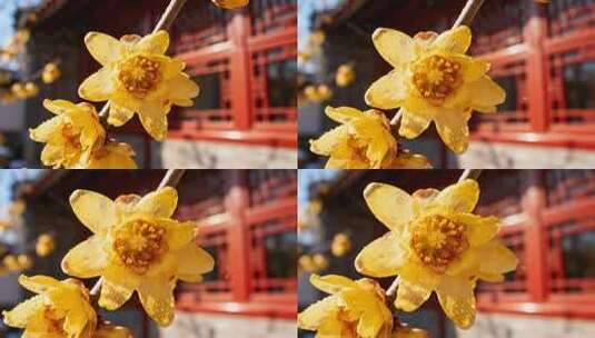 冬日暖阳红墙腊梅唯美古风意境视频高清在线视频素材下载