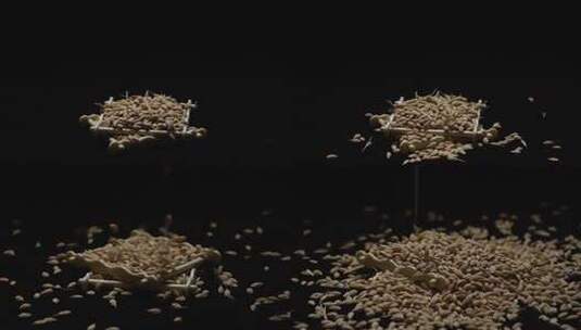 大米 稻壳 稻谷007高清在线视频素材下载