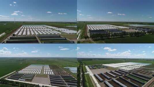 航拍三农业科技温室大棚规模果蔬菜种植基地高清在线视频素材下载