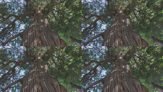 古树侧柏树冠高清在线视频素材下载