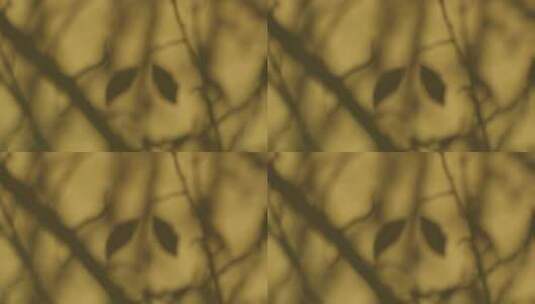 模糊树叶光影画面高清在线视频素材下载