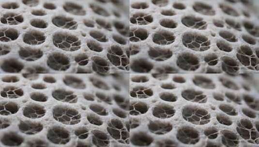 蜂巢微距特写画面高清在线视频素材下载