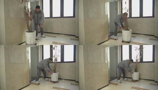 男子室内打理盆栽绿植画面高清在线视频素材下载