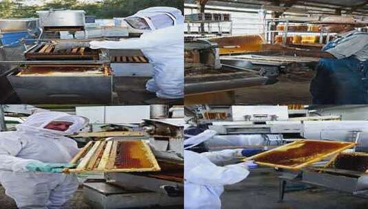 养蜂人操作蜂箱取蜂巢高清在线视频素材下载