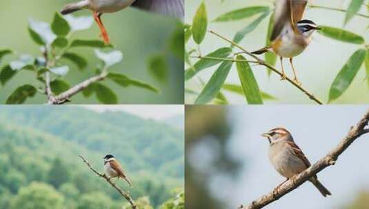 栖息枝头鸟群自然特写高清在线视频素材下载