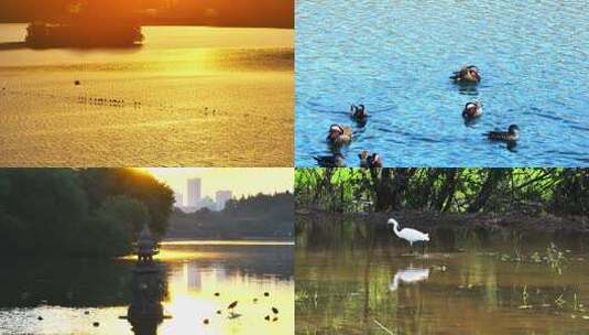 杭州生态湿地候鸟迁徙湿地飞鸟白鹭环境动物高清在线视频素材下载