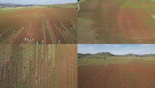 农田劳作俯拍景象高清在线视频素材下载