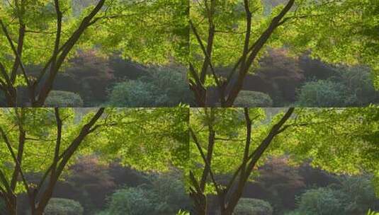 阳光下茂密枝叶的树林景象高清在线视频素材下载