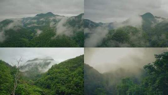 4K云雾热带雨林森林高清在线视频素材下载