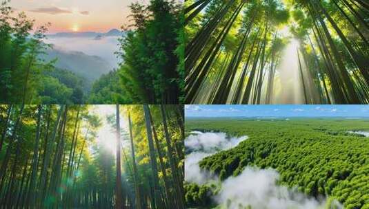 翠竹子竹林竹叶光影丁达尔耶稣光高清在线视频素材下载