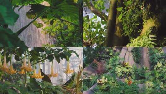 上海温室花园绿植景观合辑高清在线视频素材下载