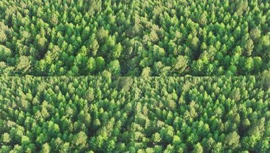 航拍绿色落叶松松林高清在线视频素材下载