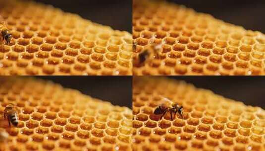 蜜蜂在蜂巢上特写高清在线视频素材下载