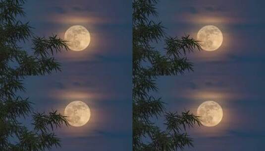 中秋竹影婆娑下的皎洁月光静谧夜空竹林赏月高清在线视频素材下载