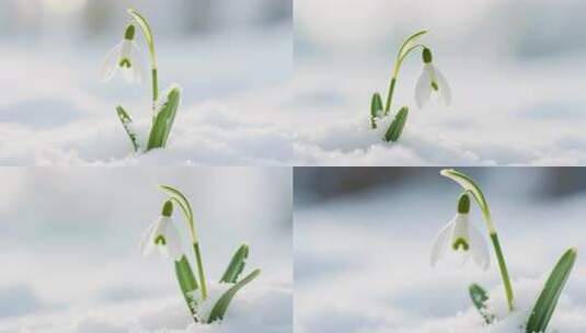 雪中绽放的雪花莲高清在线视频素材下载