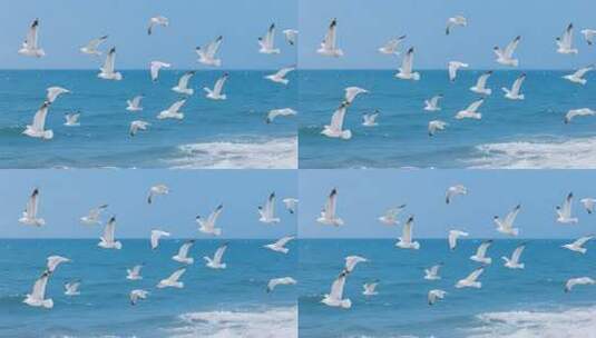 海面上海鸥飞翔景象高清在线视频素材下载