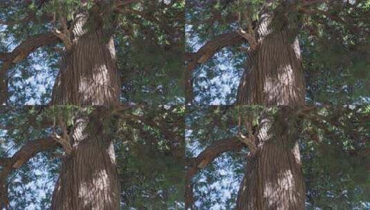 天坛古树侧柏高清在线视频素材下载