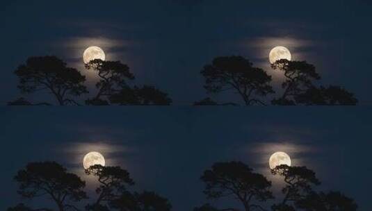 中秋皎洁月光静谧夜空松树月亮树影高清在线视频素材下载