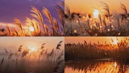 芦苇唯美情绪治愈 夕阳下的芦苇荡风光高清在线视频素材下载
