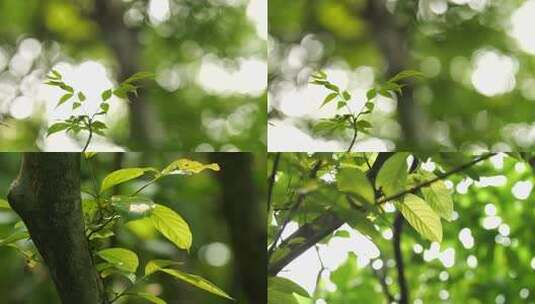 绿色树叶特写高清在线视频素材下载