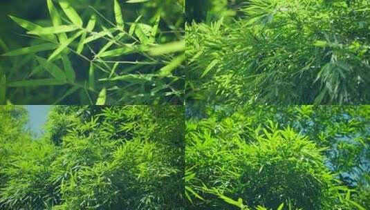 唯美竹叶竹林高清在线视频素材下载