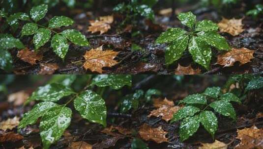 带水珠的绿叶与枯叶特写高清在线视频素材下载