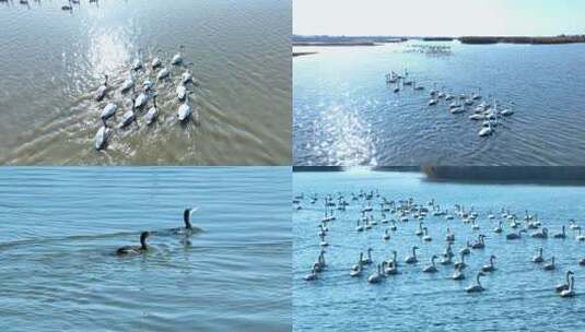 内蒙古哈素海候鸟成群航拍高清在线视频素材下载