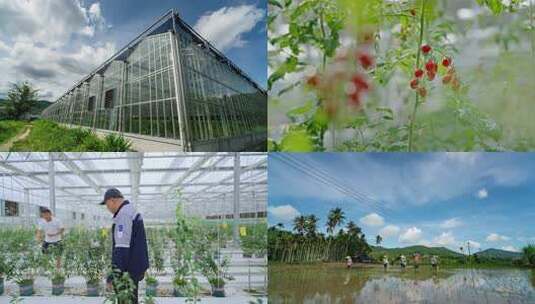 海南现代农业基地高清在线视频素材下载