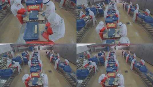 海参加工生产线工人在流水线上处理海鲜制品高清在线视频素材下载