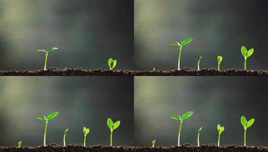 破土而出的小苗生长高清在线视频素材下载