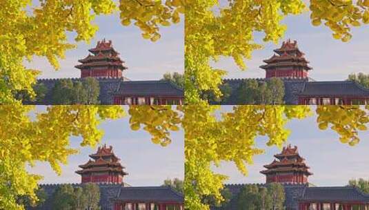 北京故宫秋天银杏高清在线视频素材下载