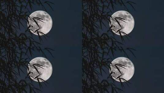 中秋竹影婆娑下的皎洁月光静谧夜空竹林赏月高清在线视频素材下载