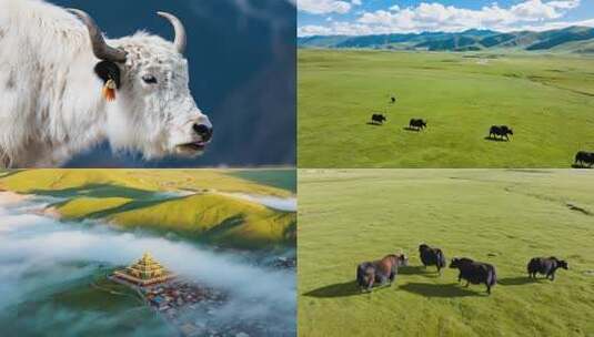 藏区草原上的藏羚羊与牦牛自然风光高清在线视频素材下载