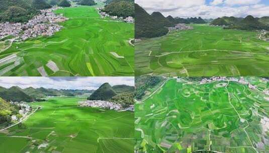4k航拍夏日稻田 美丽乡村景色高清在线视频素材下载